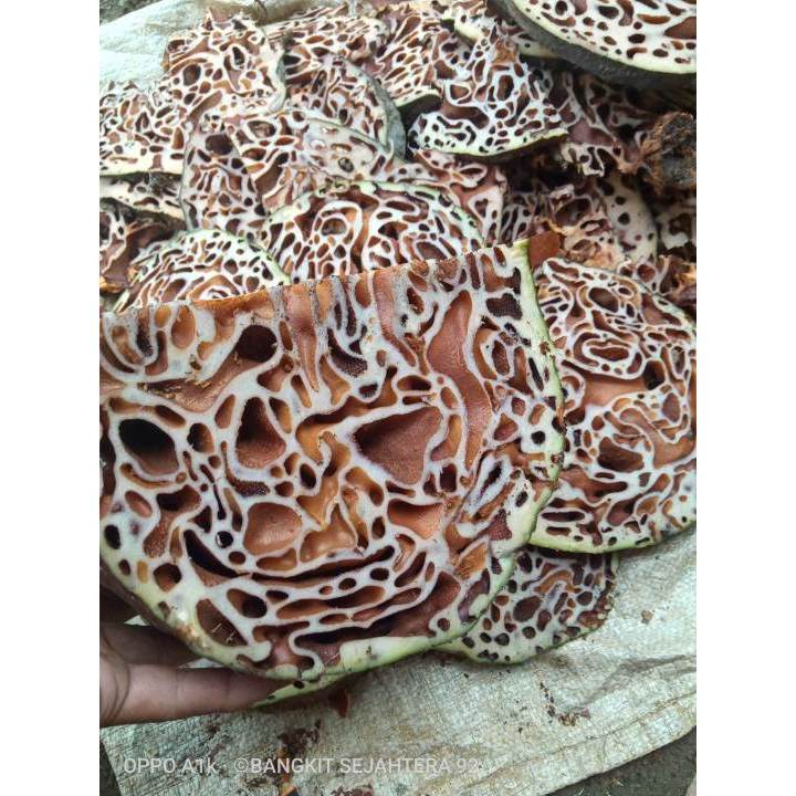 

Sarang semut asli papua 100 gram