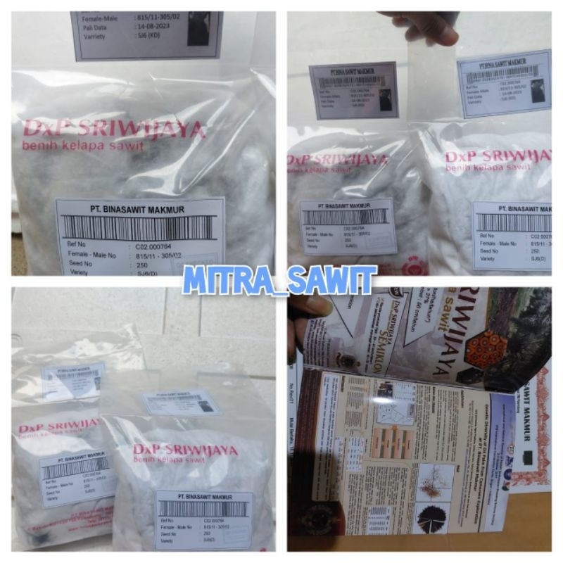 bibit kecambah sawit Sriwijaya 6