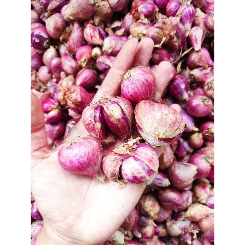 

500gr bawang brebes