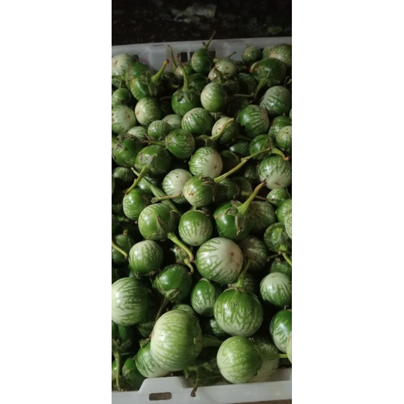 

terong bunder/getas 200 gr, 250 gr, 500 gr, 1 kg