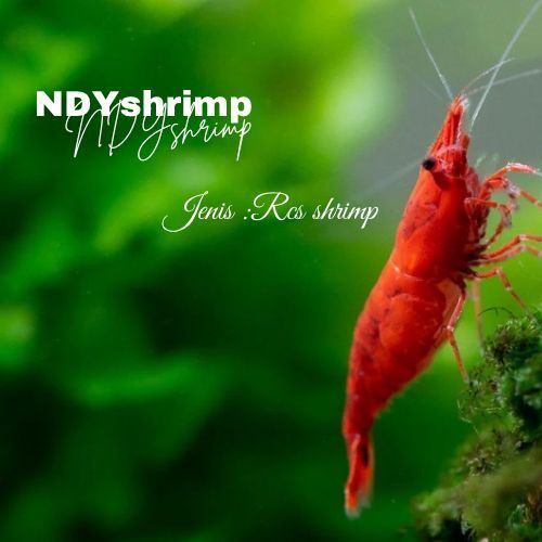 NDYshrimp-RCS SHRIMP Udang Hias Red Cherry Aquascape / Red Cherry Shrimp Aquascape RCS