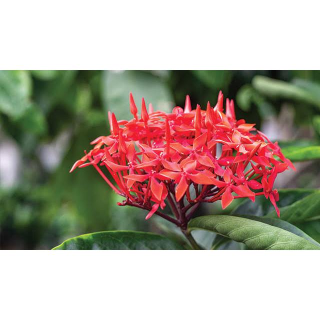 ECOPRINT BUNGA/BUNGA ECOPRINT/DAUN ECOPRINT/TANAMAN ECOPRINT/DAUN UNTUK ECOPRINT/TANAMAN ECOPRINT/DA