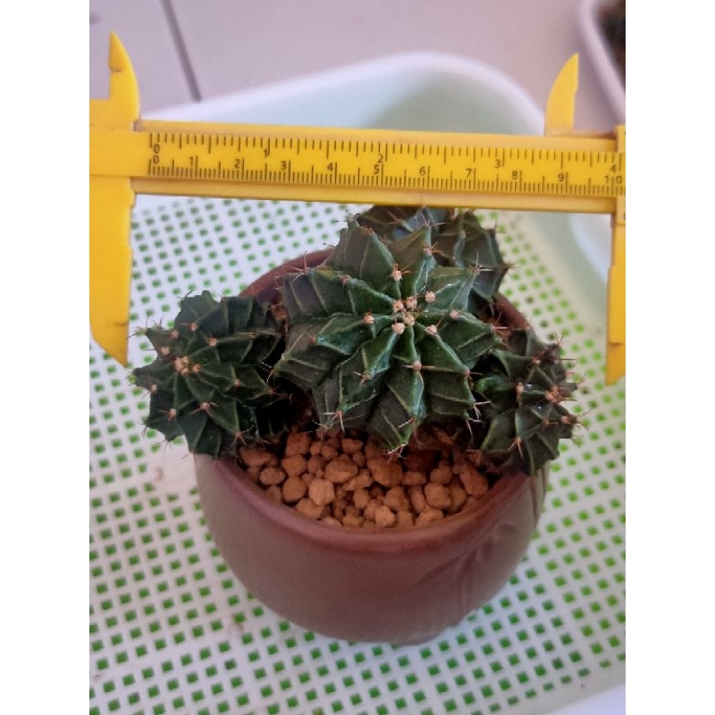 MIHA LOKAL MULTI HEAD// MILO SIZE BESAR//KAKTUS//KAKTUS MURAH//KAKTUS HIAS//KAKTUS MINI//KAKTUS LUCU
