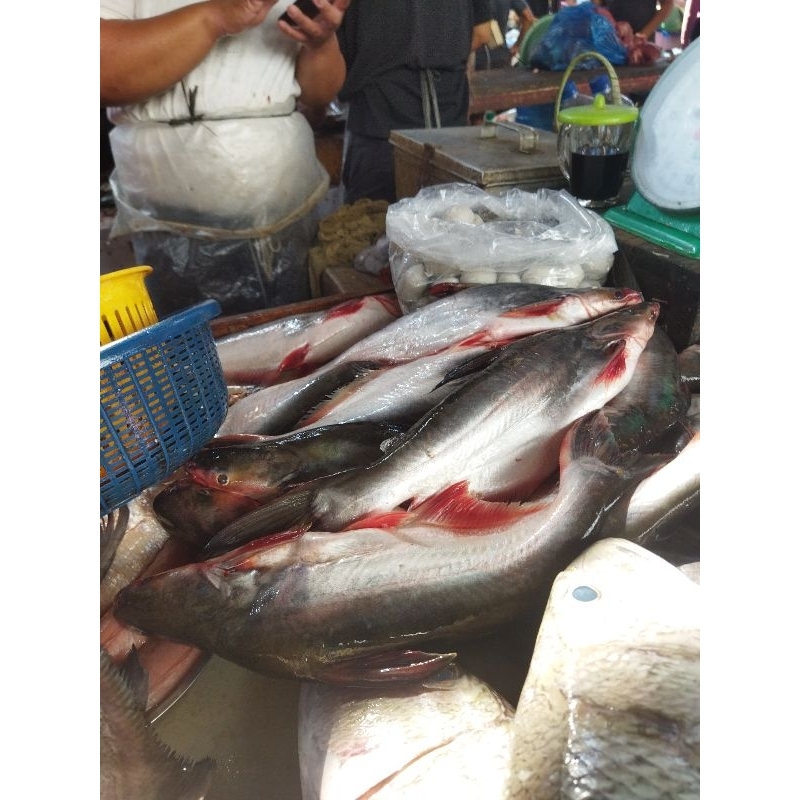 

Ikan patin fresh