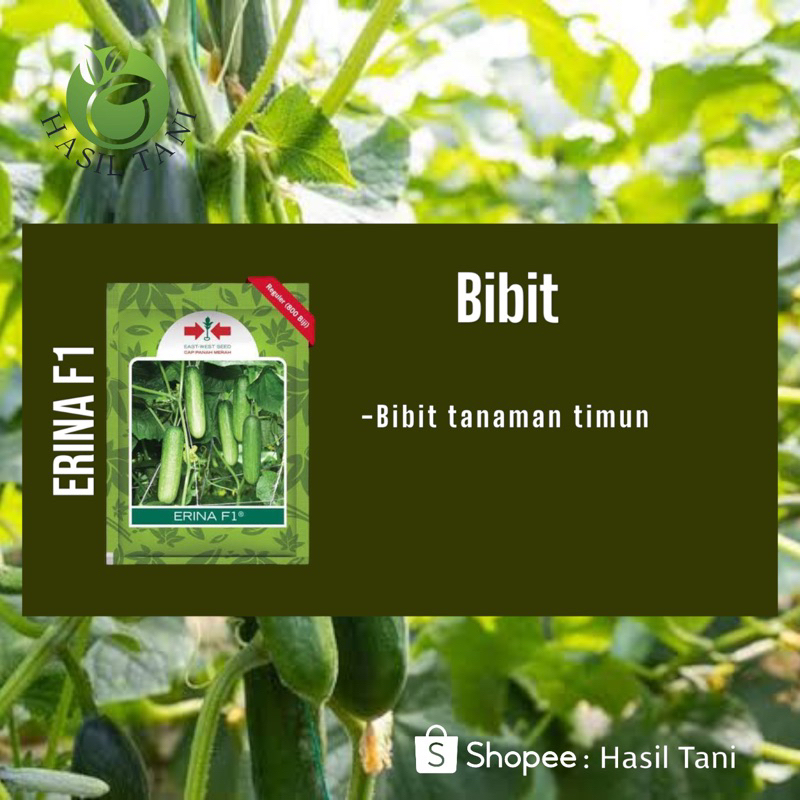 ERINA F1 10 gr ( Bibit Timun )