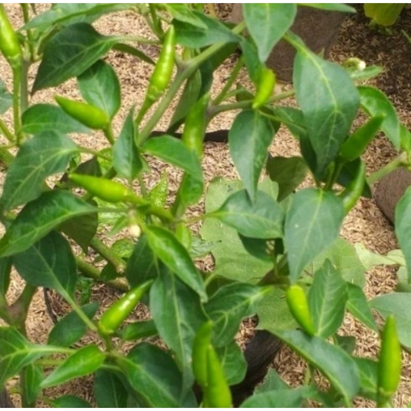 Bibit Tanaman Cabai Rawit / Bibit Cabe Rawit Siap Tanam - Pohon Cabe Rawit Setan