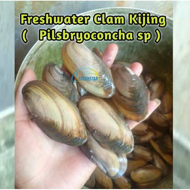 

Kerang Tawar Kijing Per Ekor Fresh