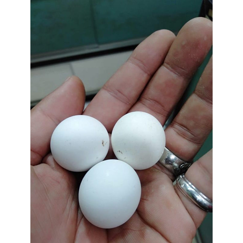 batu tidar jumbo  anti pecah natural