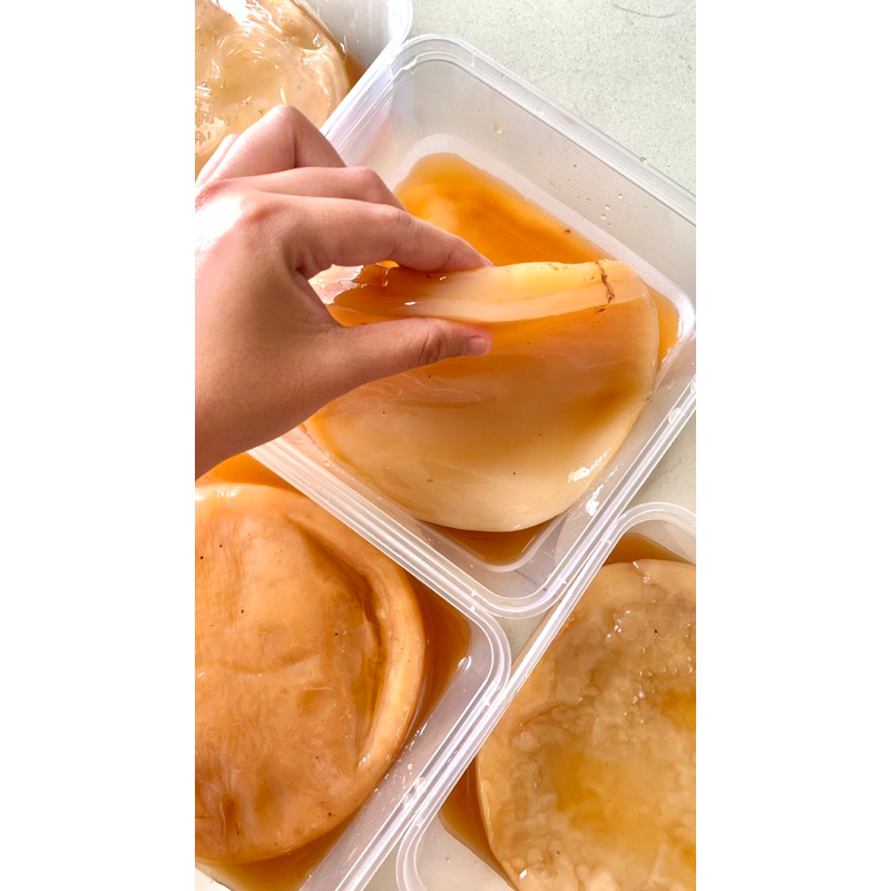 

SCOBY KOMBUCHA / JAMUR KOMBUCHA