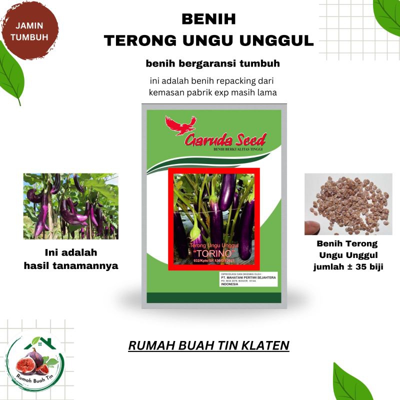 bibit dan benih terong unggu yang sudah tumbuh