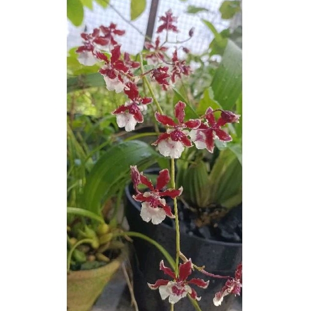 Oncidium sharry baby wangi, plant rawatan