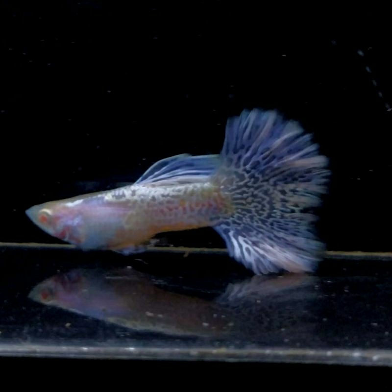 Hiasan akuarium Guppy Albino metal blue Lace hm