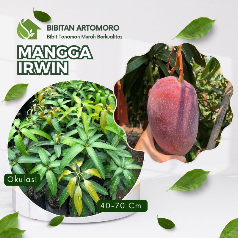 Obral Bibit Mangga Irwin 1 Meter