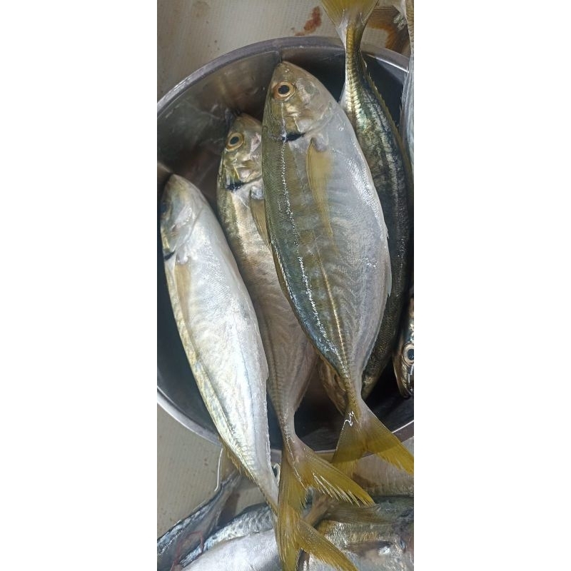

Ikan Selar Segar