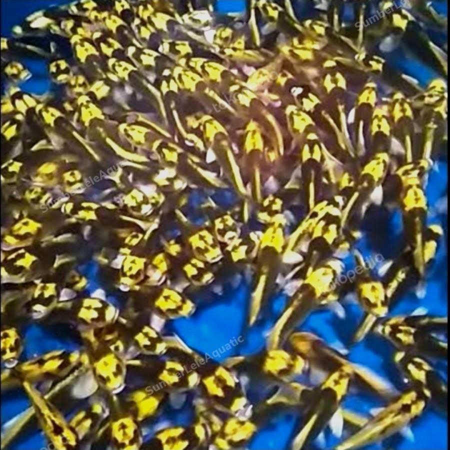 Koi Tumpai Kumpai - Ikan Hias Aquarium Kolam KHUSUS GOJEK MEDAN