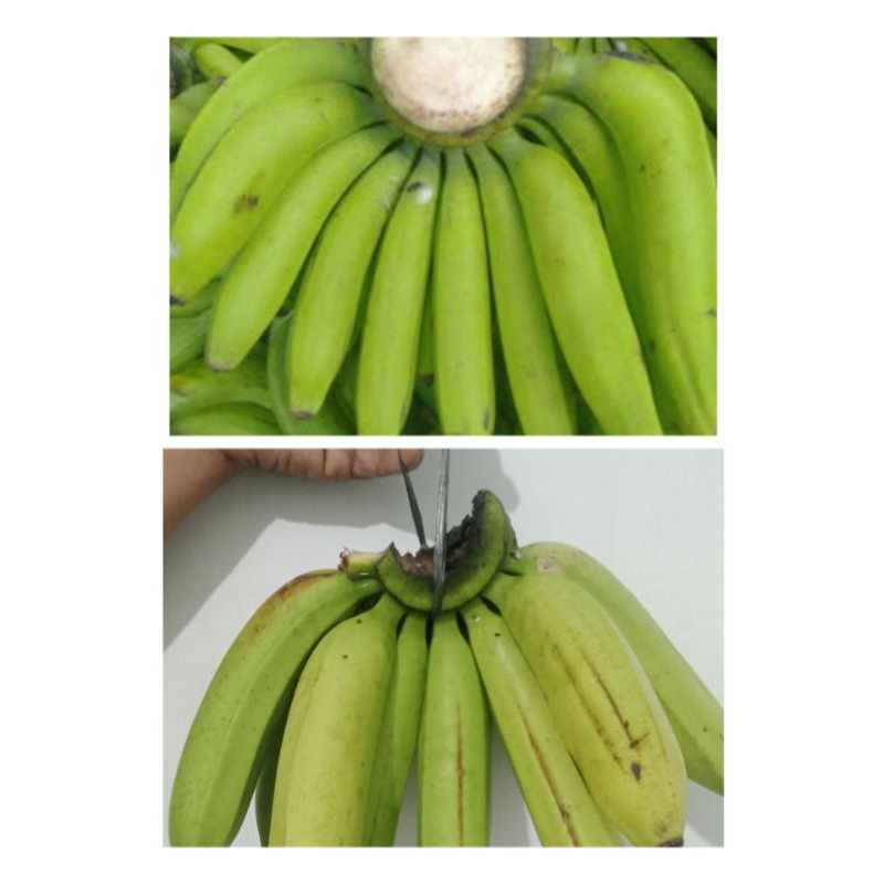 

pisang Ambon mentah tua / mengkal fresh