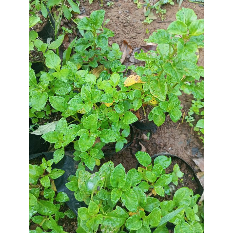 Bibit Bayam Brazil murah Bayam Brazil