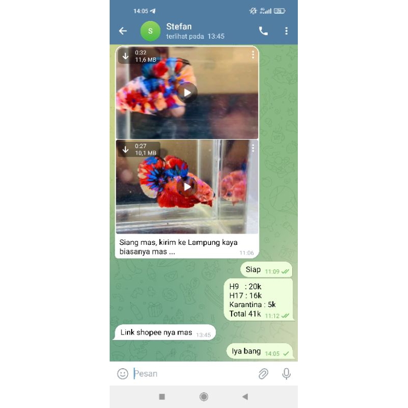 2 cupang kualitas bagus