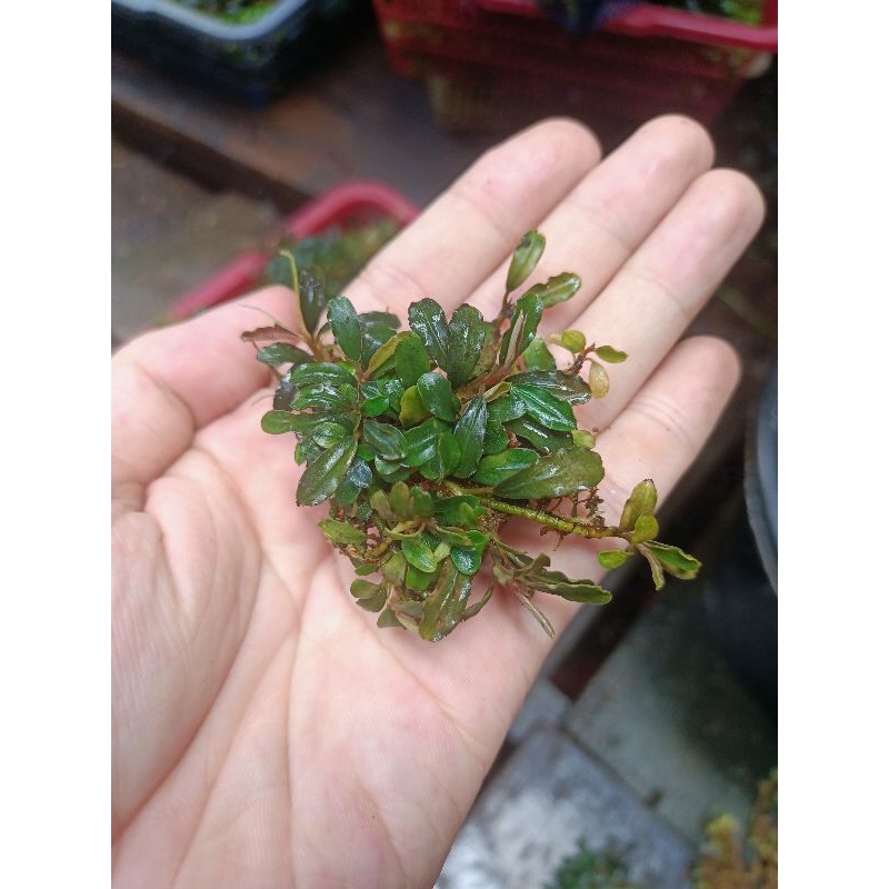 Promo Bucephalandra buce mini supermini sp kilo kiloan