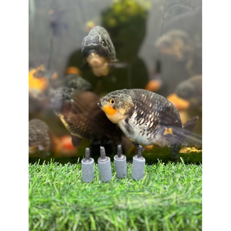 batu aerator airstone aquarium kecil