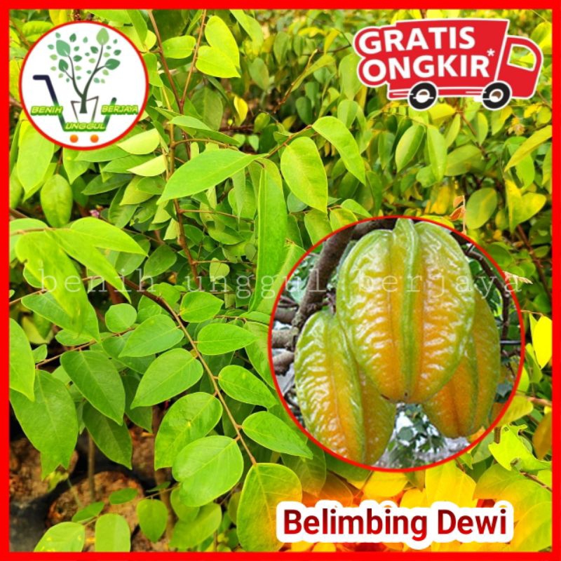 Bibit Belimbing Dewi Belimbing Jumbo Belimbing Madu