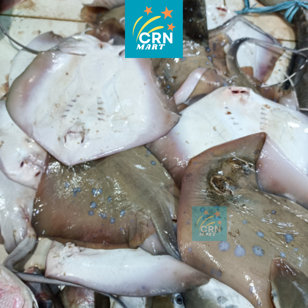 

CRN MART - Ikan Pari/Seafood Segar