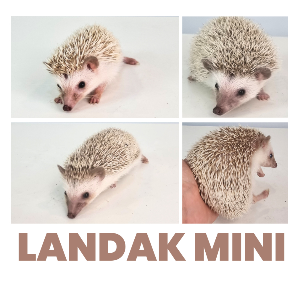 Anakan Landak Mini / Hedgehog Pinto Tobiano Sehat Lincah Sunter Jakarta Utara Pelihara Sendiri