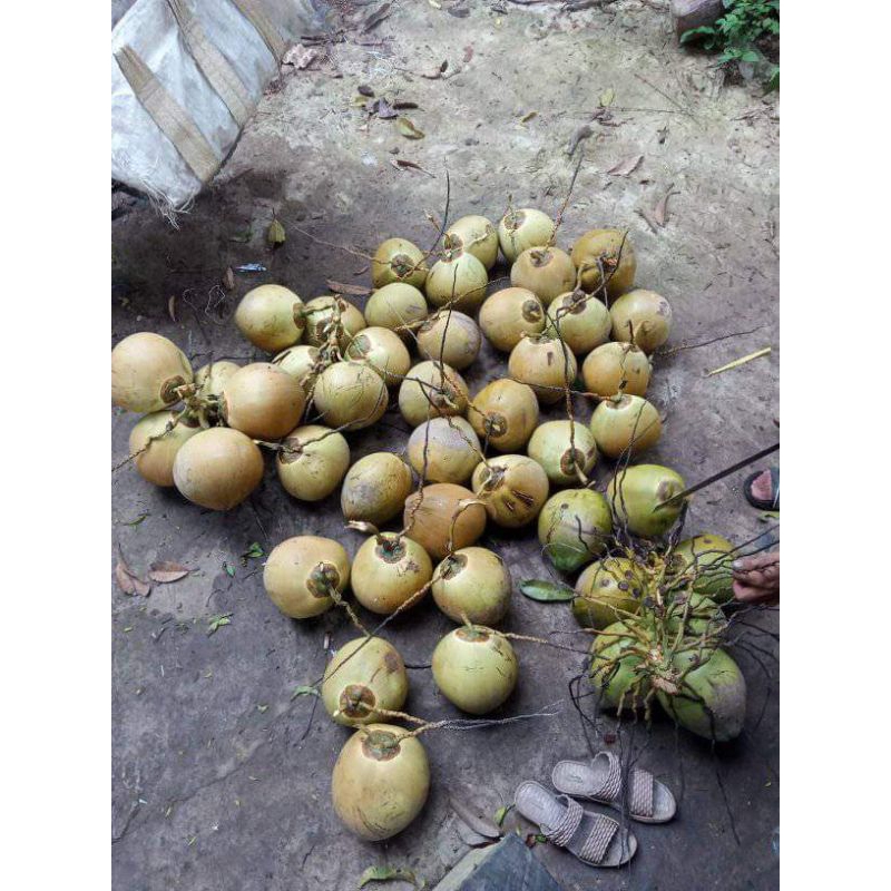 

kelapa muda