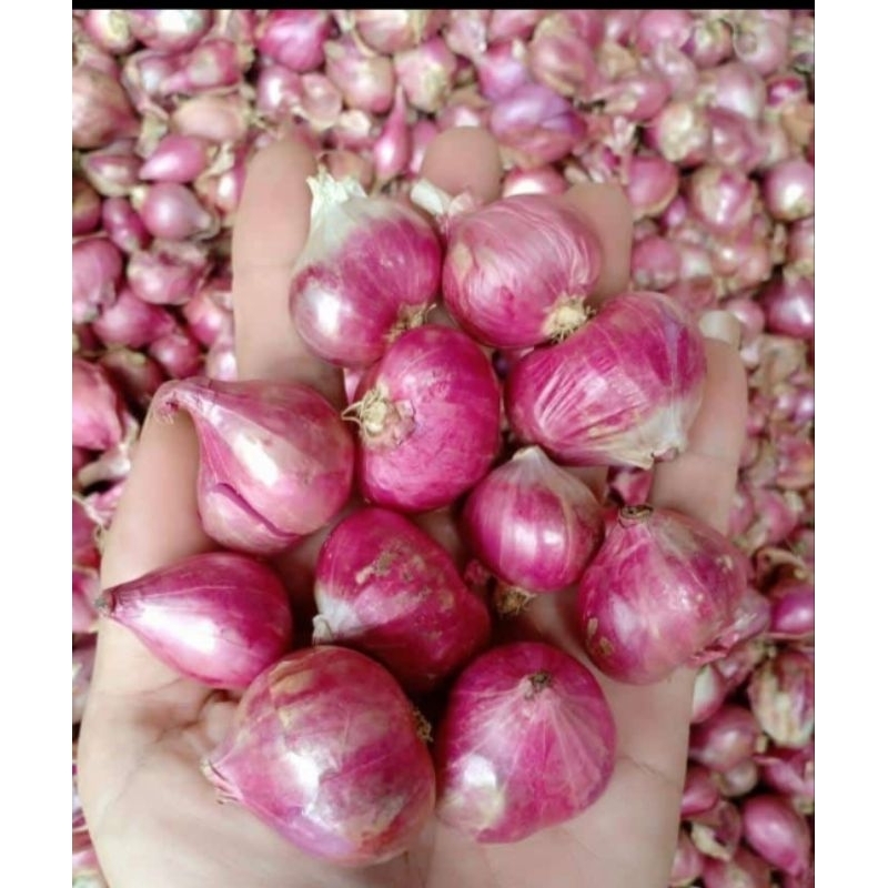 

Bawang merah Lokal
