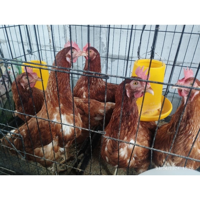 Jual aneka ayam pullet merah petelur anakan dewasa siap bertelur doc