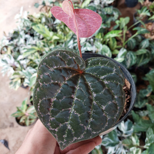 Tanaman Sirih Wulung/ Sirih ulung / sirih keraton bulet piper porphyrophyllum