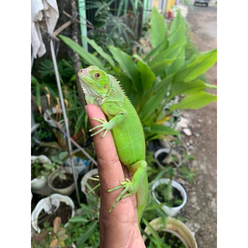 miniatur Green het blue Iguana