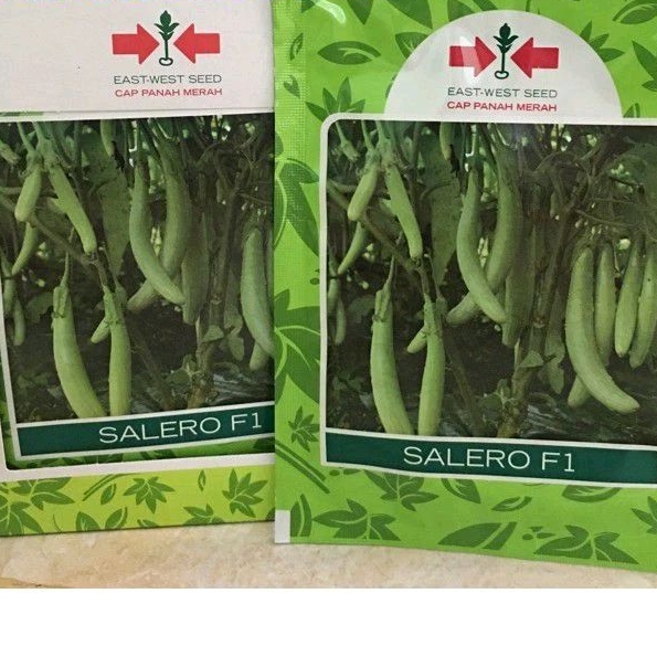 Benih Terong Hijau Salero F1 isi 400 butir