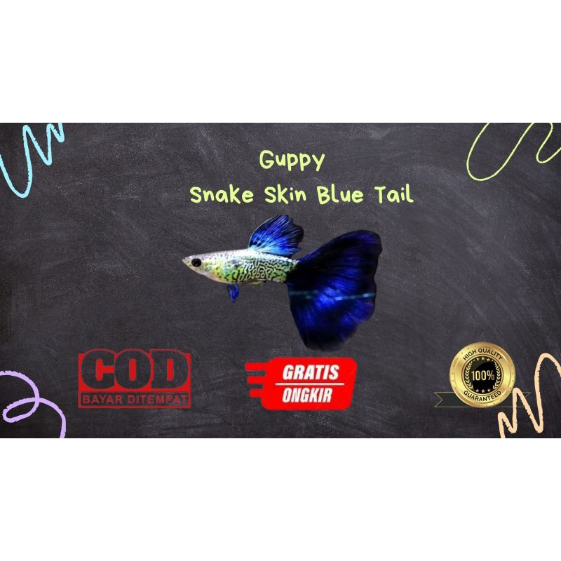 

Packing kardus / styrofoam guppy snake skin blue tail