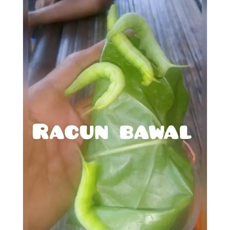 sepaket isi 8 ekor ulet Pace / ulet mengkudu , umpan jitu untuk mancing bawal , gurame , dan lele ( 