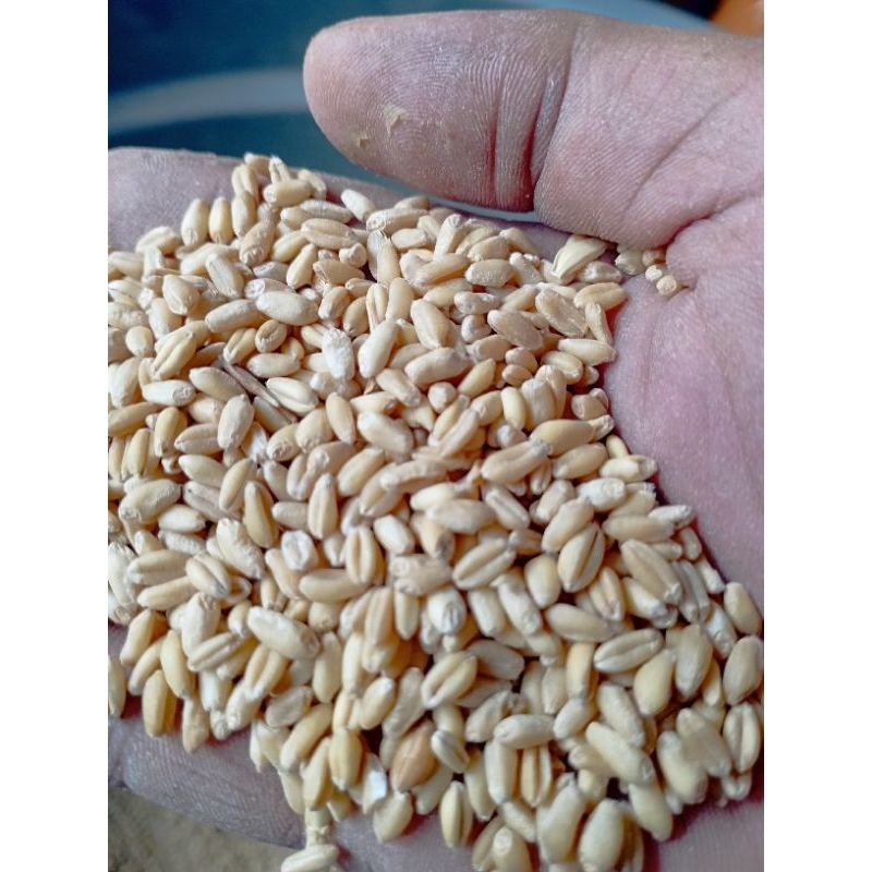 Biji Gandum Putih (Promo ) Utuh, Biji Rumput Gandum coklat Putih Utuh kemasan per KG