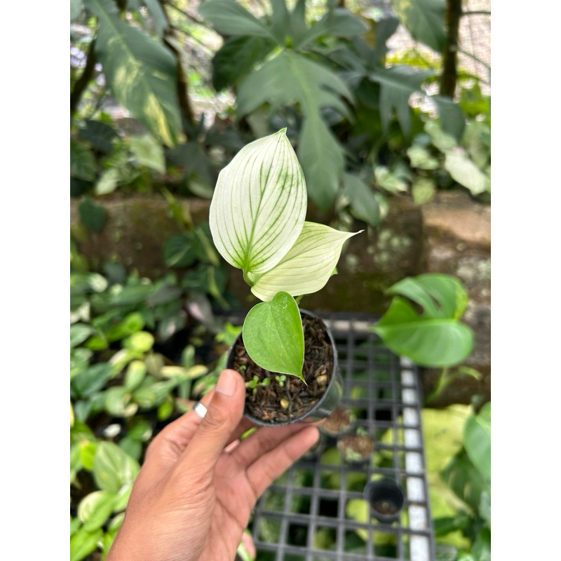 Scindapsus White Monster Variegata