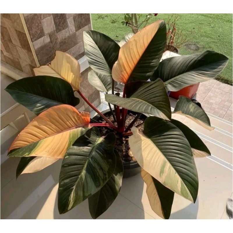 baby philo redcardinal variegata  baby philo black cardinal variegata