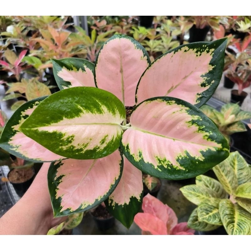 ( BISA COD ) Aglonema Monalisa Merah Mutasi Tanaman Hias Aglonema Aglaonema Monalisa Merah Mutasi Me