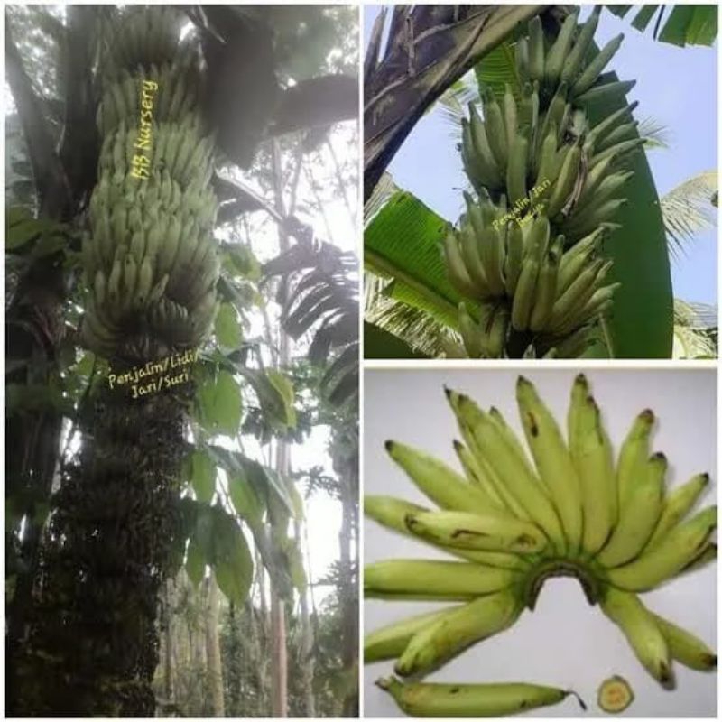 bibit pisang bawen / raja lawe / pisang candi