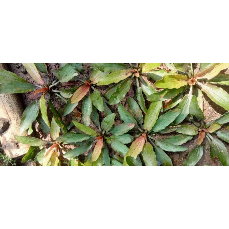 echinodorus red spesial daun darat tanaman aquascape