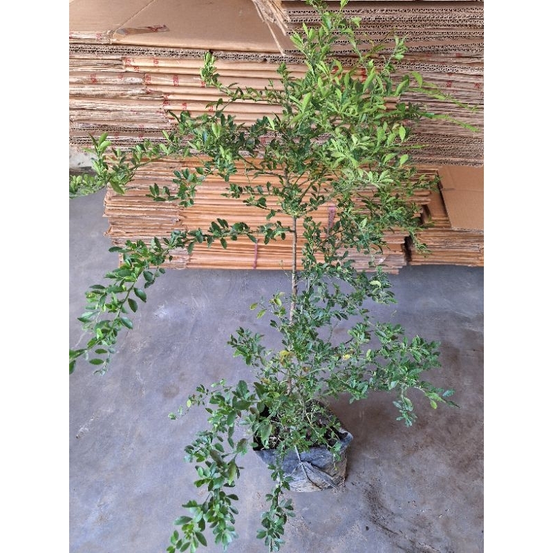 Bibit Jeruk Kingkit // Bahan Bonsai Cakep Full Media