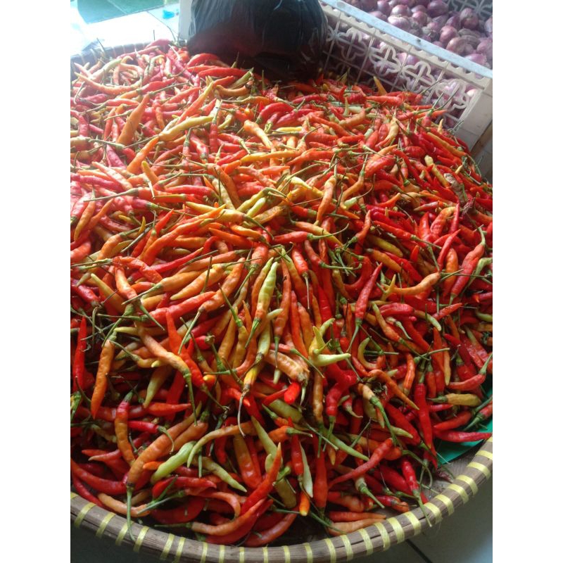 

CABE KECIL