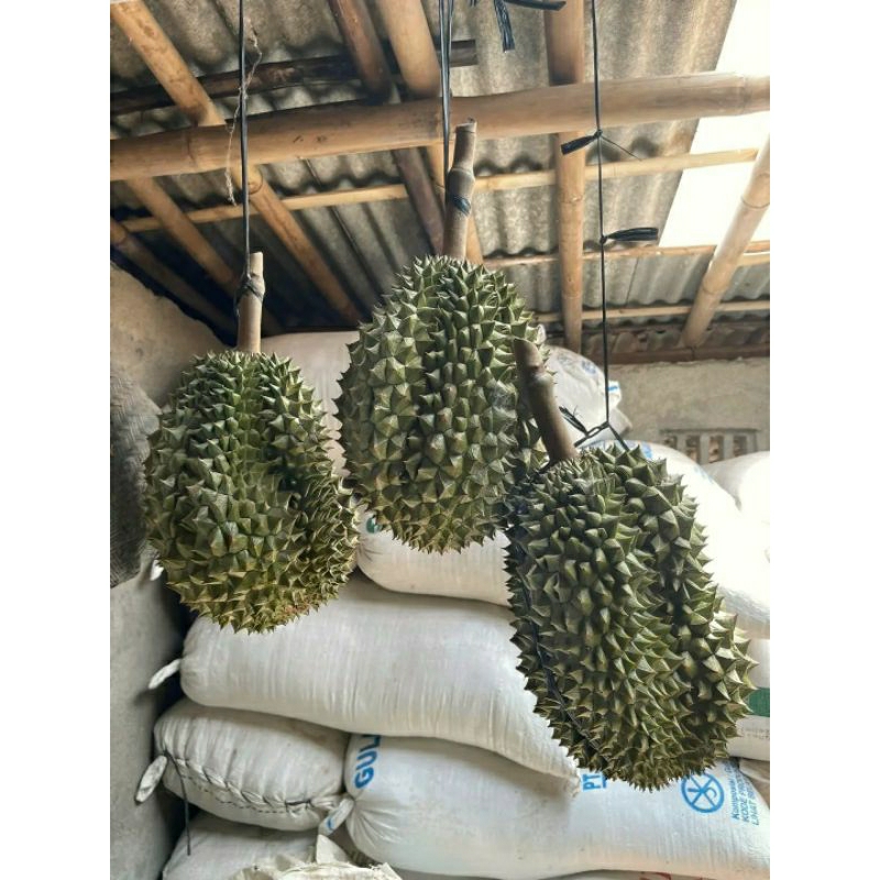 

Durian Bawor Kuning Orange Utuh Perbuah Utuh Petikan Tua Daging Tebal Rasa Manis Pulen Sedikit Pahit Bergaransi
