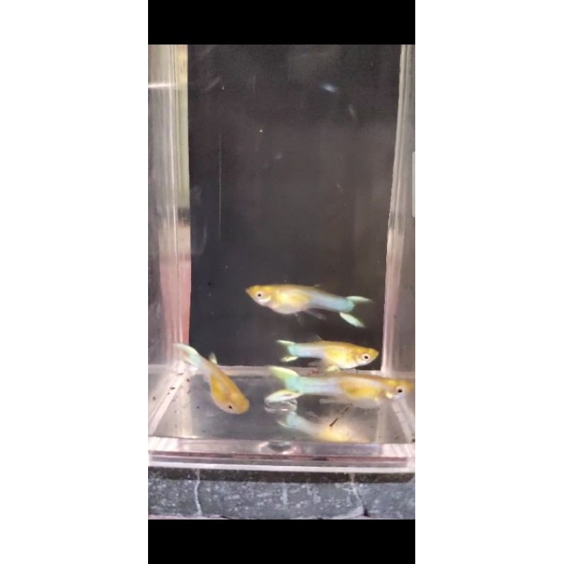 Japan Blue Endler Sepasang