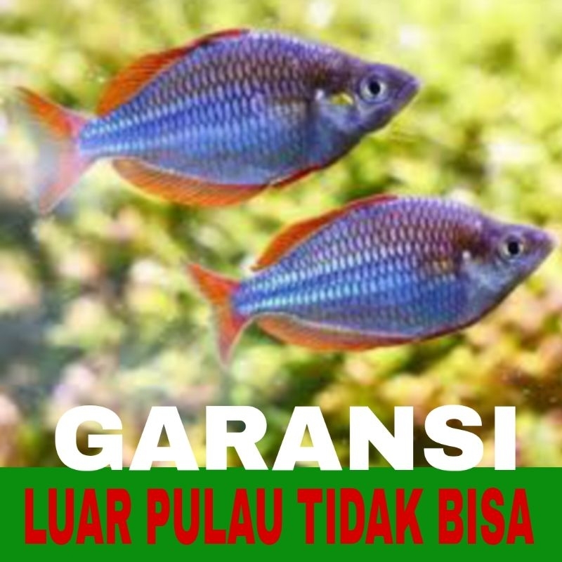ikan hias rainbow peacock bergaransi