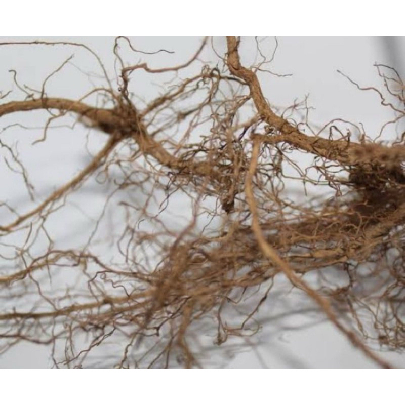 

Akar pecut kuda / akar jarong segar 250 gram-az