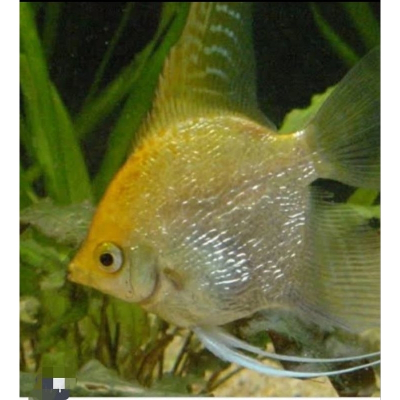 Aksesoris aquarium(Manfish golden)