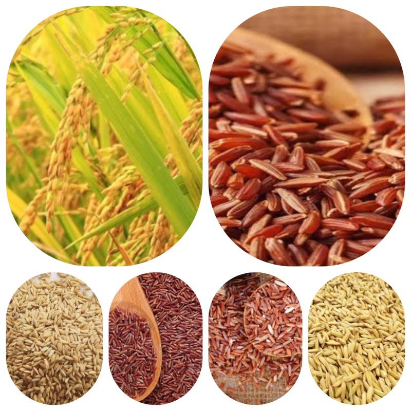 Jual benih beras merah bibit padi beras merah 1 kg-az