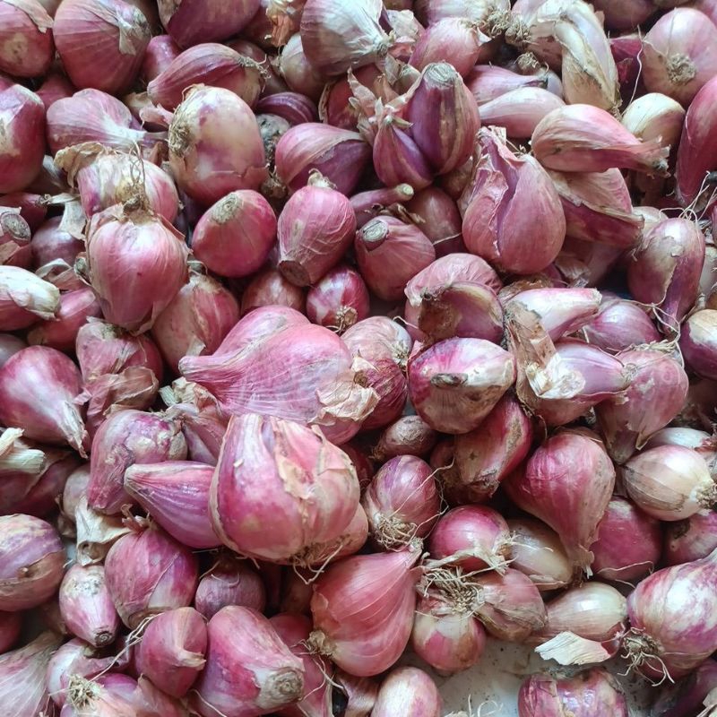 

bawang merah murah#nganjuk#bauci#super